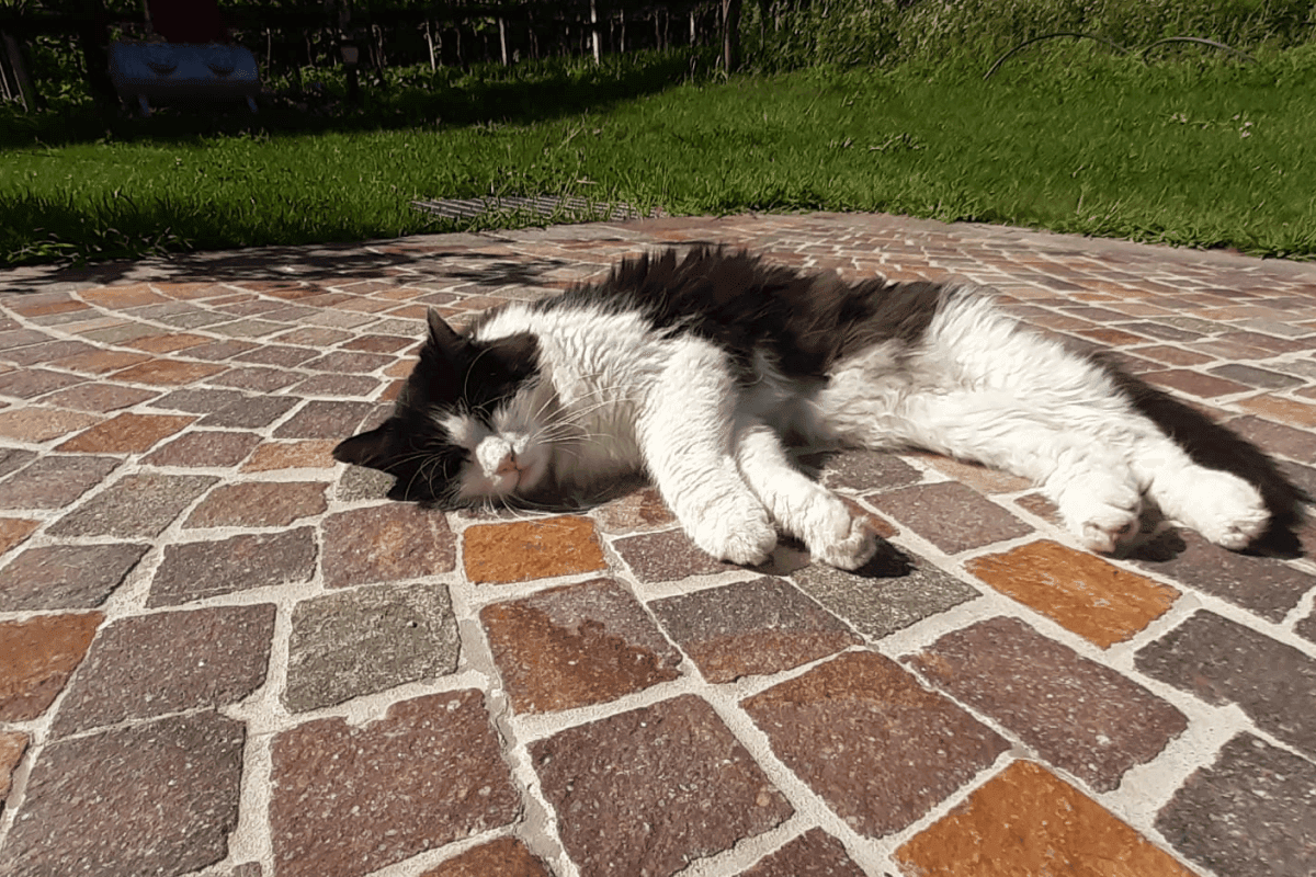 Unsere Hauskatze
